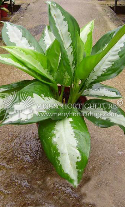 Aglaonema pattaya beauty (Pot 150)